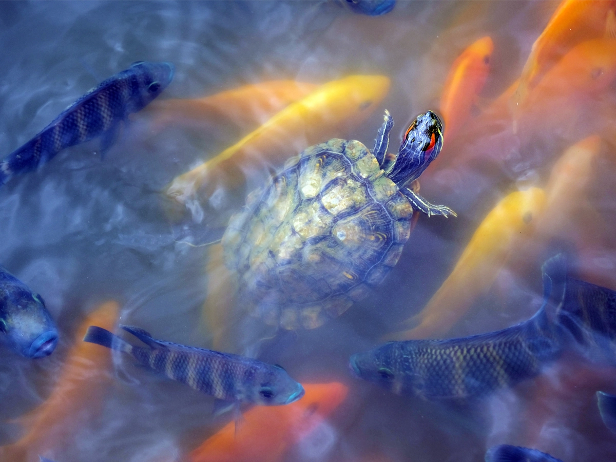 Professional Photography for Businesses and Creators