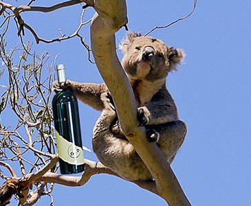 Koala Drinking