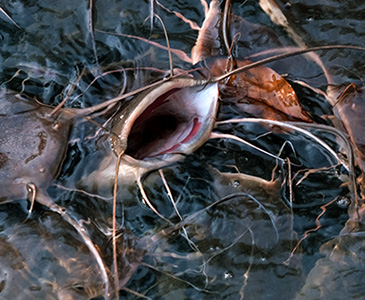 Feeding Catfishes' Mouths