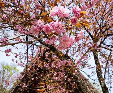 Sakuras of Takayama